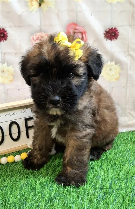 Female Soft Coated Wheaten Terrier puppy named Triscuit for sale at Pet Express Braintree.