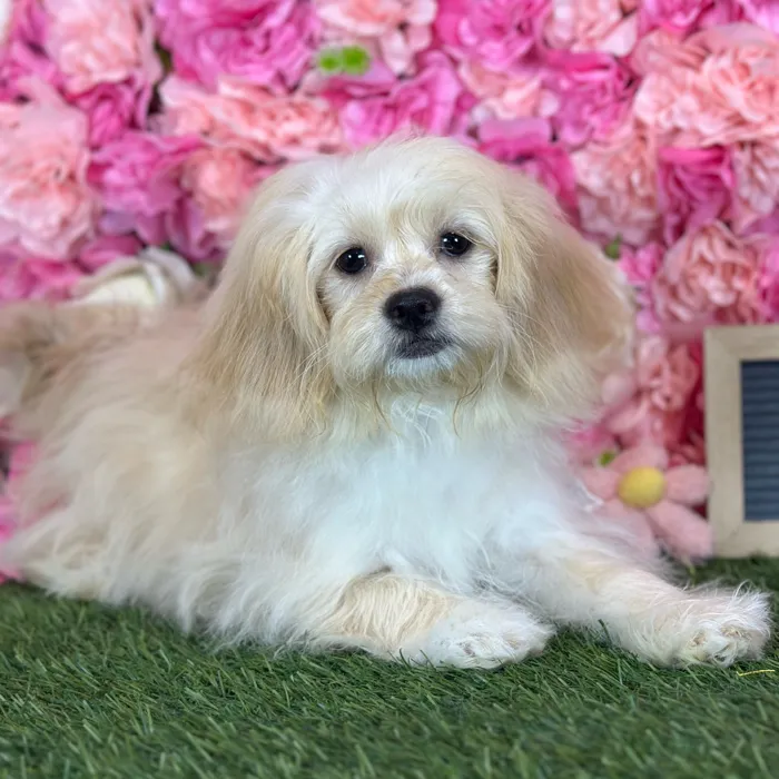 Female Peke A Poo puppy named Reba for sale at Pet Express Saugus.