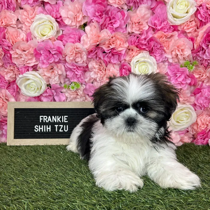 Male Shih Tzu puppy named Frankie for sale at Pet Express Braintree.