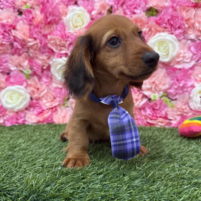 Male Dachshund Puppy for Sale in Braintree, MA
