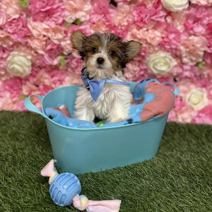 Male Yorkshire Terrier Puppy for Sale in Saugus, MA