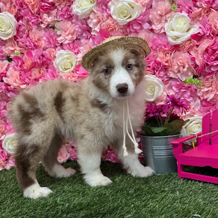 Male Miniature Australian Shepherd Puppy for Sale in Braintree, MA