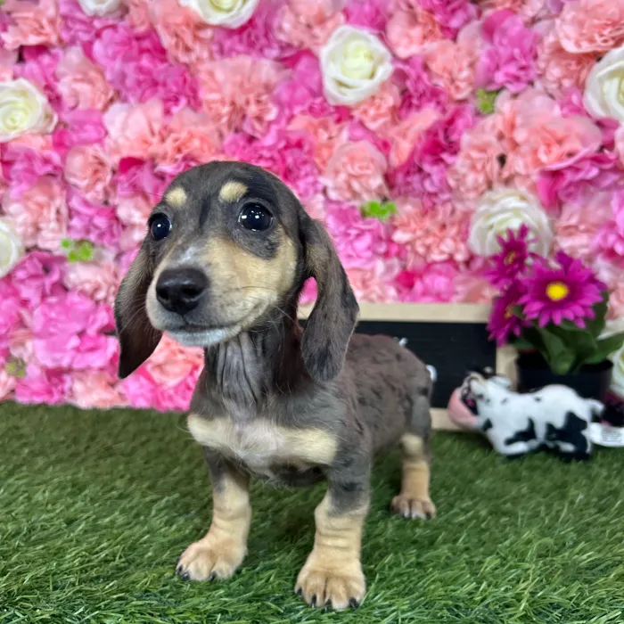Female Dachshund puppy named Sandy for sale at Pet Express Braintree.