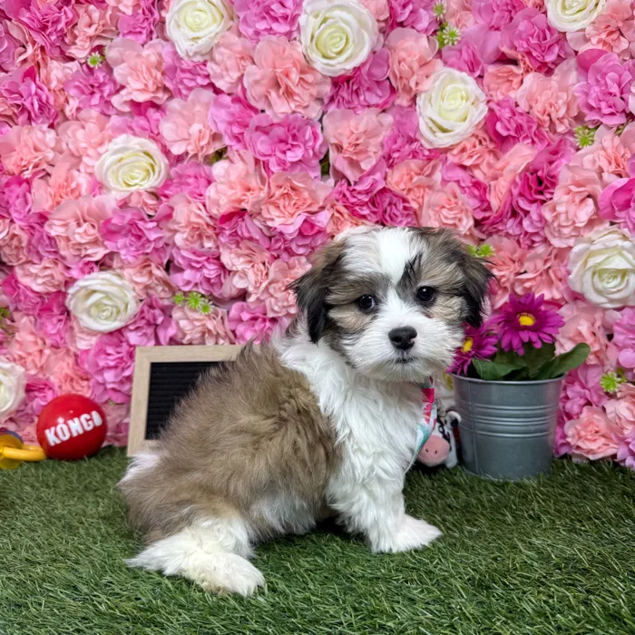 Male Malshi puppy named Pablo for sale at Pet Express Braintree.