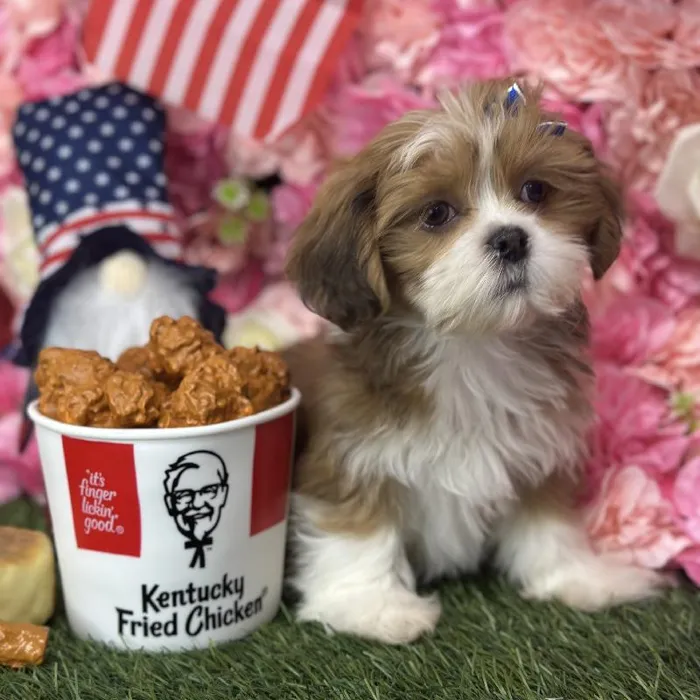 Female Lhasa Apso Puppy for Sale in Saugus, MA