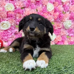 Female Miniature Australian Shepherd puppy named Sadie for sale at Pet Express Braintree.