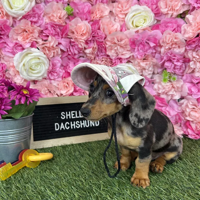 Female Dachshund puppy named Shelley for sale at Pet Express Braintree.
