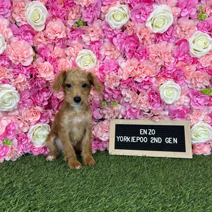 Male Yorkie-Poo 2Nd Gen puppy named Enzo for sale at Pet Express Braintree.