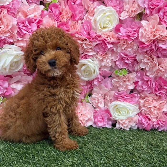 Male Poodle Toy Puppy for Sale in Braintree, MA