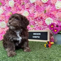 Male Havapoo puppy named Snickers for sale at Pet Express Braintree.