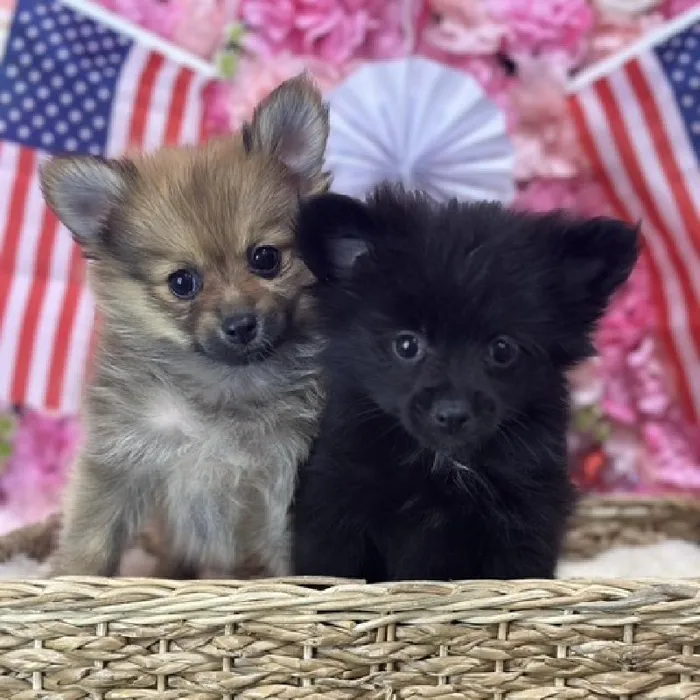 Female Pomeranian Puppy for Sale in Saugus, MA