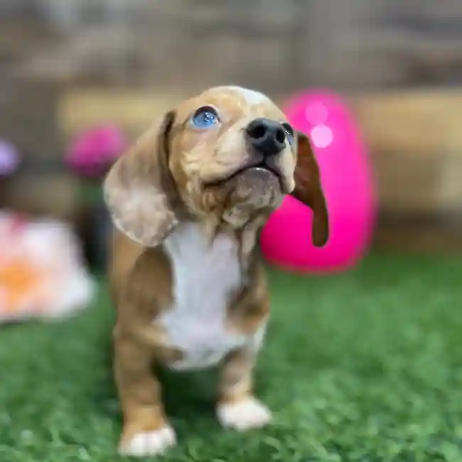 Female Dachshund Puppy for Sale in Braintree, MA