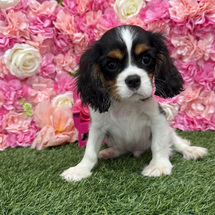 Male Cavalier King Charles Spaniel Puppy for Sale in Braintree, MA