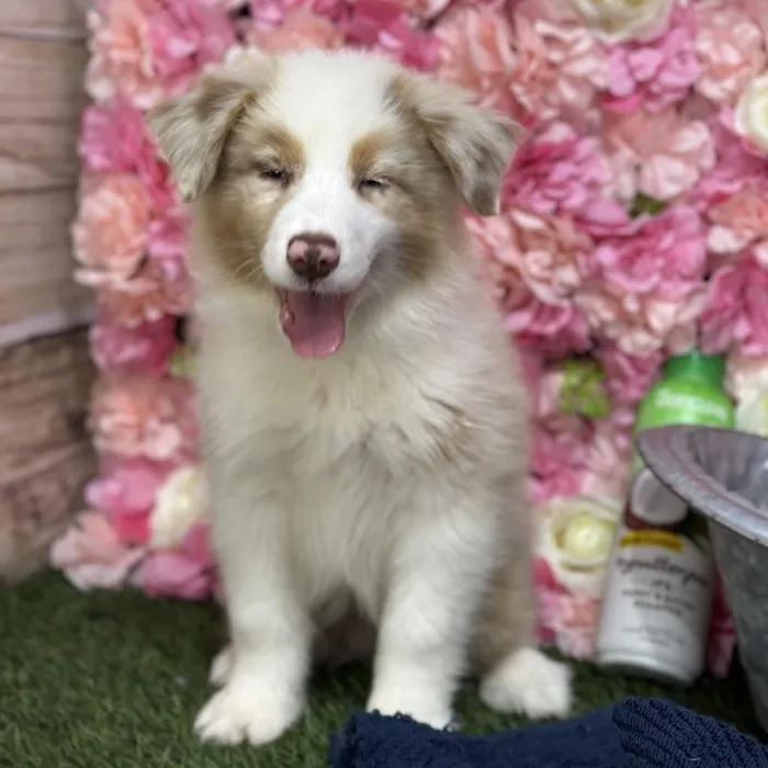 Female Miniature Australian Shepherd Puppy for Sale in Saugus, MA