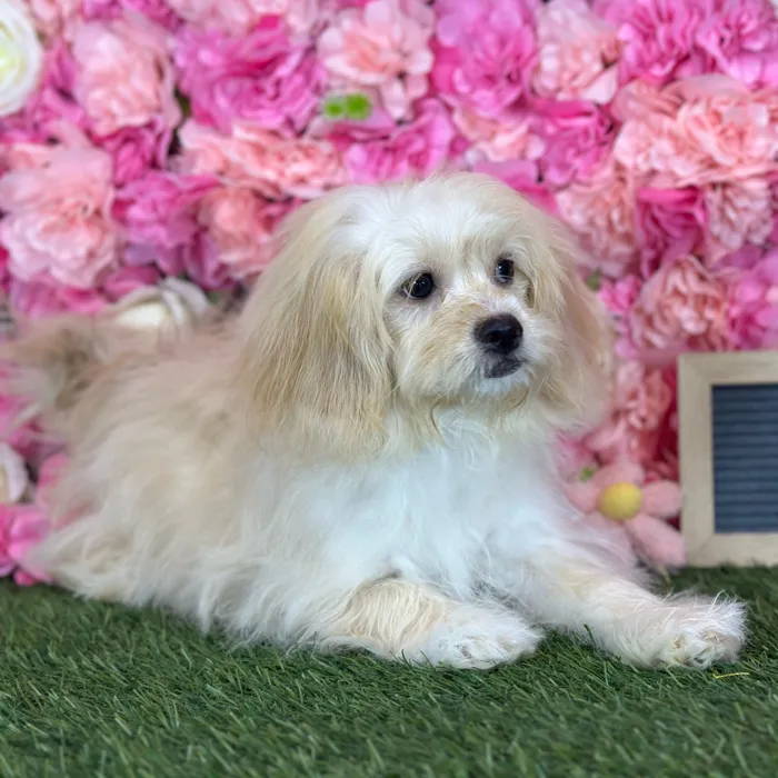Female Peke A Poo puppy named Reba for sale at Pet Express Saugus.