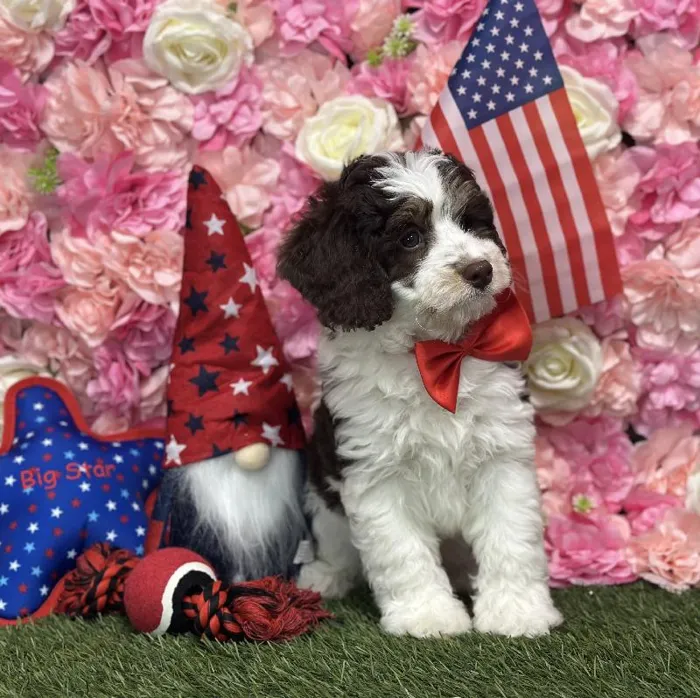 Male Mini Bernedoodle 2nd Gen Puppy for Sale in Saugus, MA