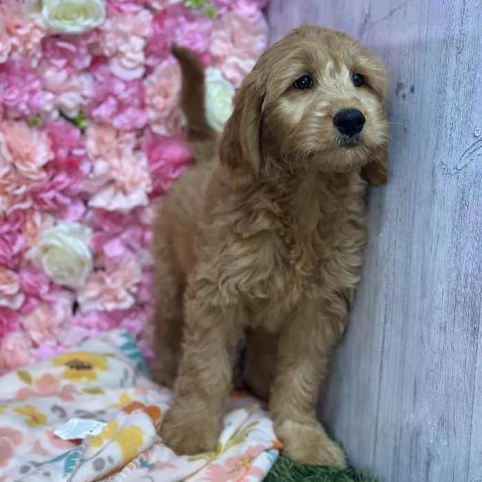 Female Mini Goldendoodle (Moyen) Puppy for Sale in Saugus, MA