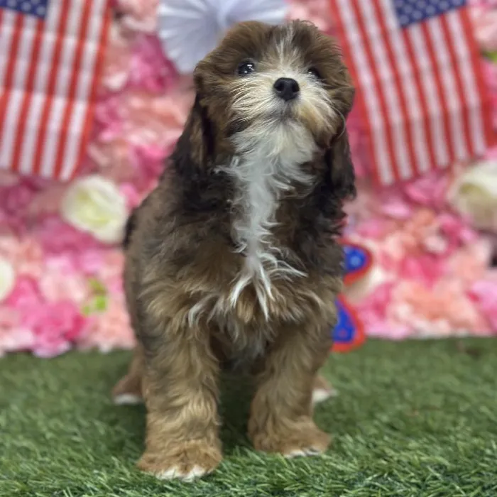 Female Lhasa-Poo Puppy for Sale in Saugus, MA