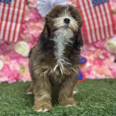 Female Lhasa-Poo Puppy for Sale in Saugus, MA