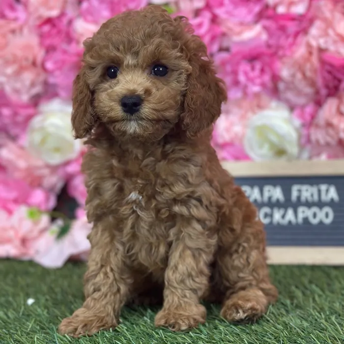 Female Cockapoo 2Nd Gen puppy named Papa Frita for sale at Pet Express Saugus.