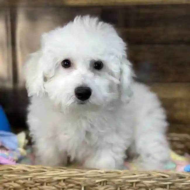 Male Griffichon Puppy for Sale in Saugus, MA