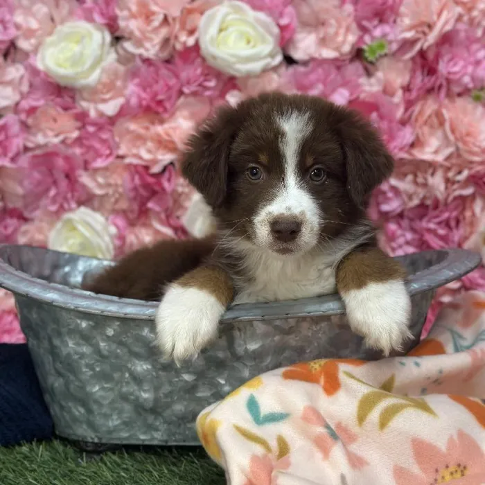 Female Miniature Australian Shepherd Puppy for Sale in Saugus, MA