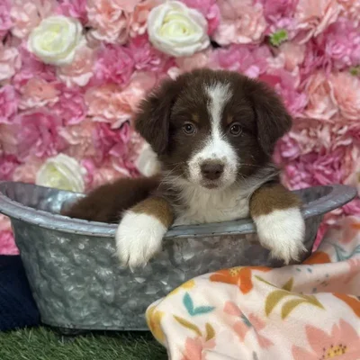 Female Miniature Australian Shepherd Puppy for Sale in Saugus, MA