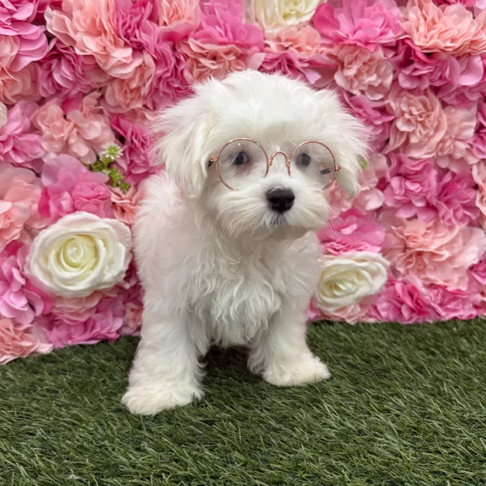 Male Maltese Puppy for Sale in Braintree, MA