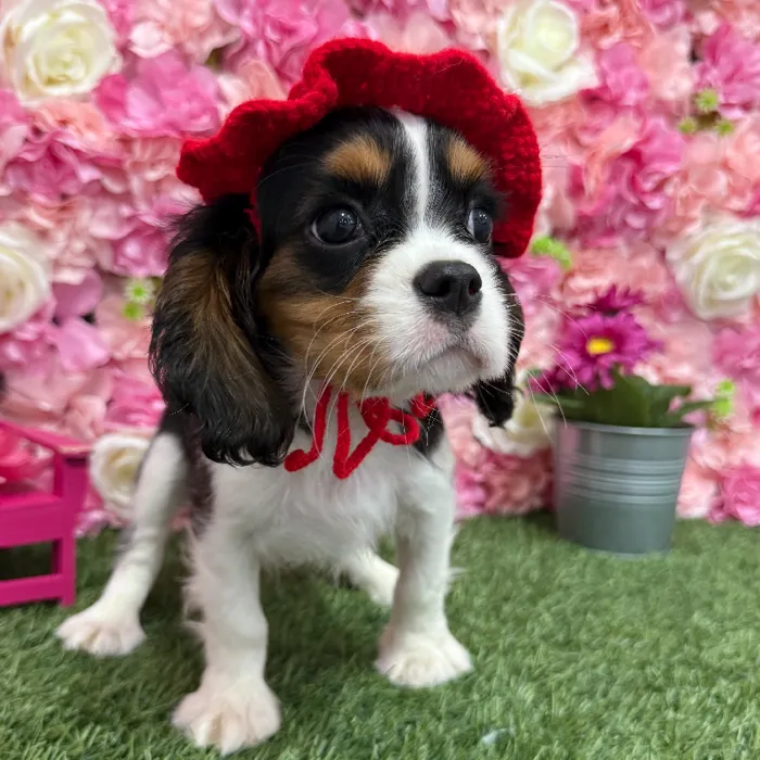Male Cavalier King Charles Spaniel Puppy for Sale in Braintree, MA