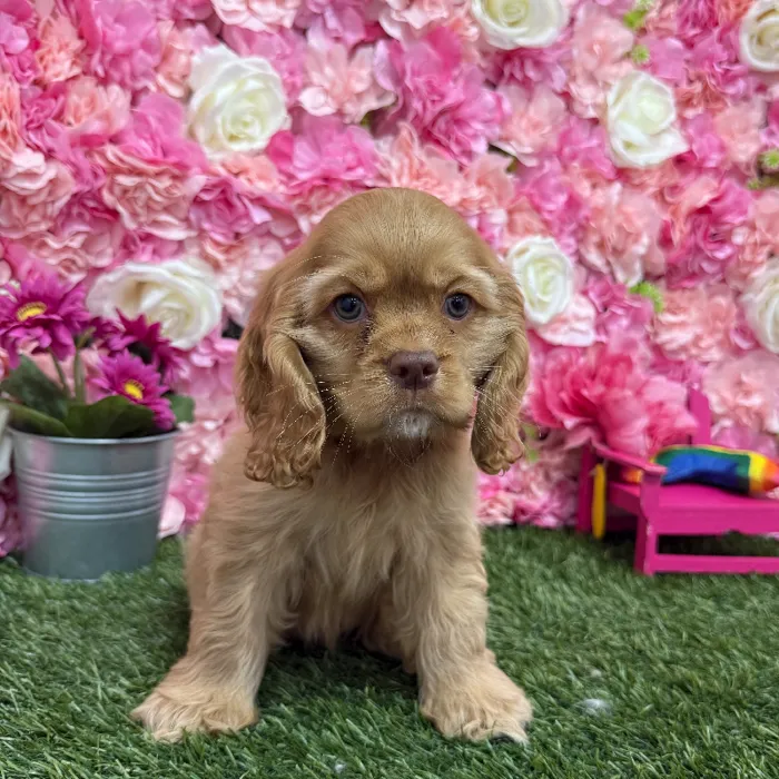 Female Cocker Spaniel Puppy for Sale in Braintree, MA