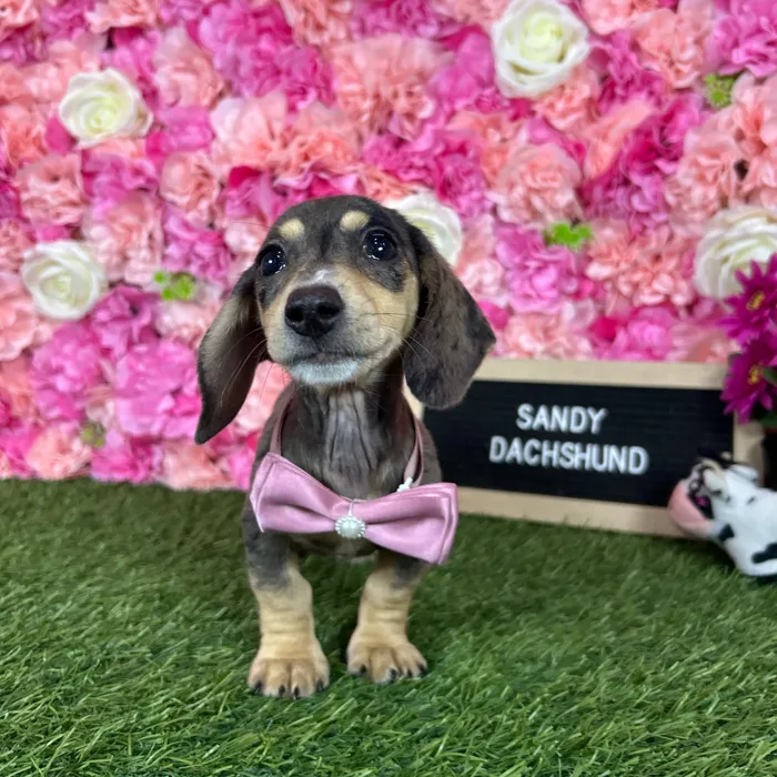 Female Dachshund puppy named Sandy for sale at Pet Express Braintree.