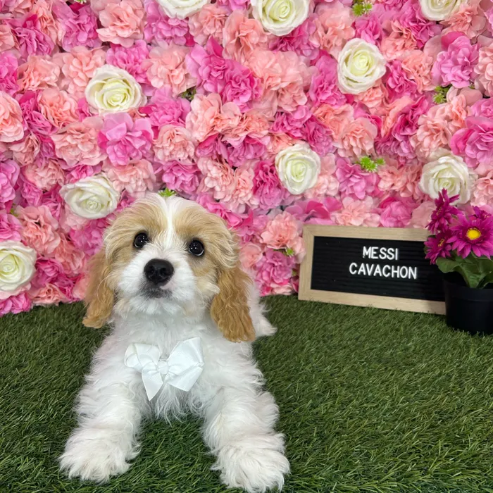 Male Cavachon puppy named Messi for sale at Pet Express Braintree.