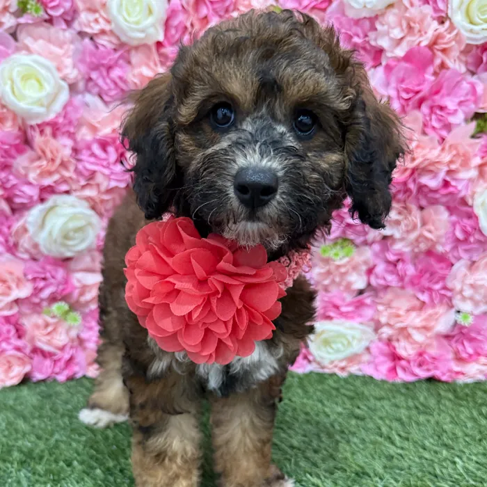 Female Mini Goldendoodle F1BB Puppy for Sale in Braintree, MA