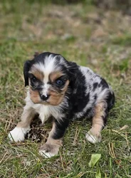 car_main_img_/media/ap_media/pets/PJVLHCTQJJCR188788.webp.250x250_q85.webp