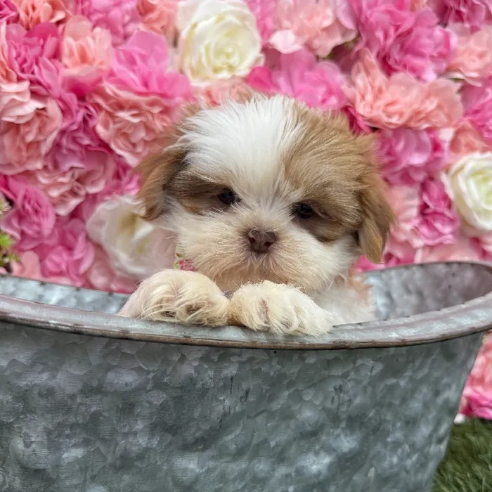 Male Shih Tzu Puppy for Sale in Braintree, MA