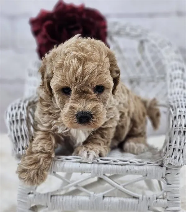 Female Bichon-Poodle puppy named Bonnie for sale at Pet Express Braintree.