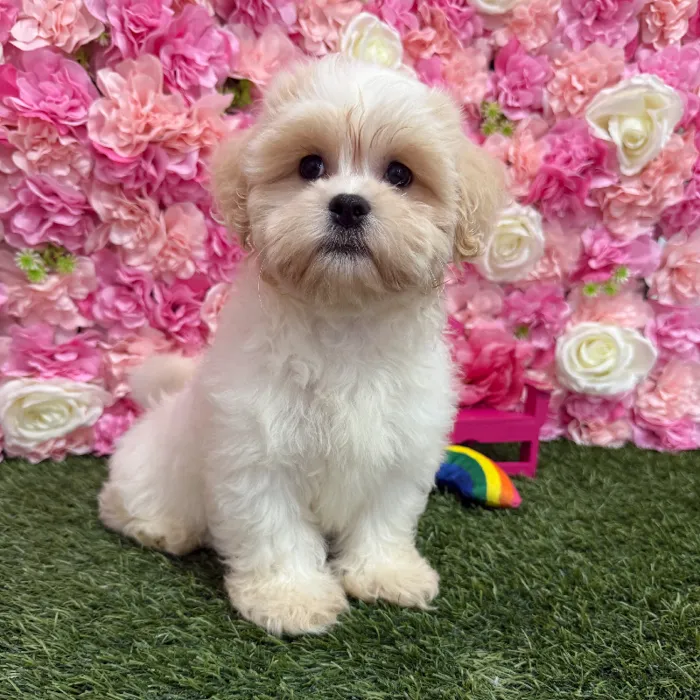 Female Teddy Bear (Zuchon) Puppy for Sale in Braintree, MA