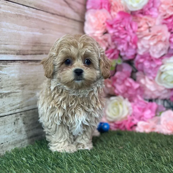Male Shih-Poo puppy named Perro for sale at Pet Express Saugus.