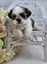 car_main_img_/media/ap_media/pets/PLIAOHLRWTUR189689.webp.250x250_q85.webp