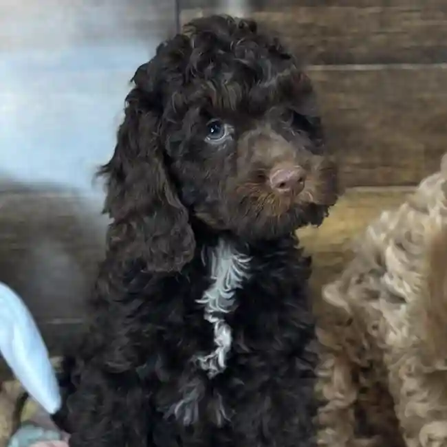 Male Cockapoo Puppy for Sale in Saugus, MA