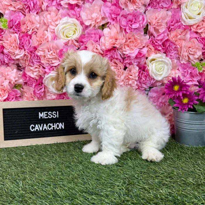 Male Cavachon puppy named Messi for sale at Pet Express Braintree.