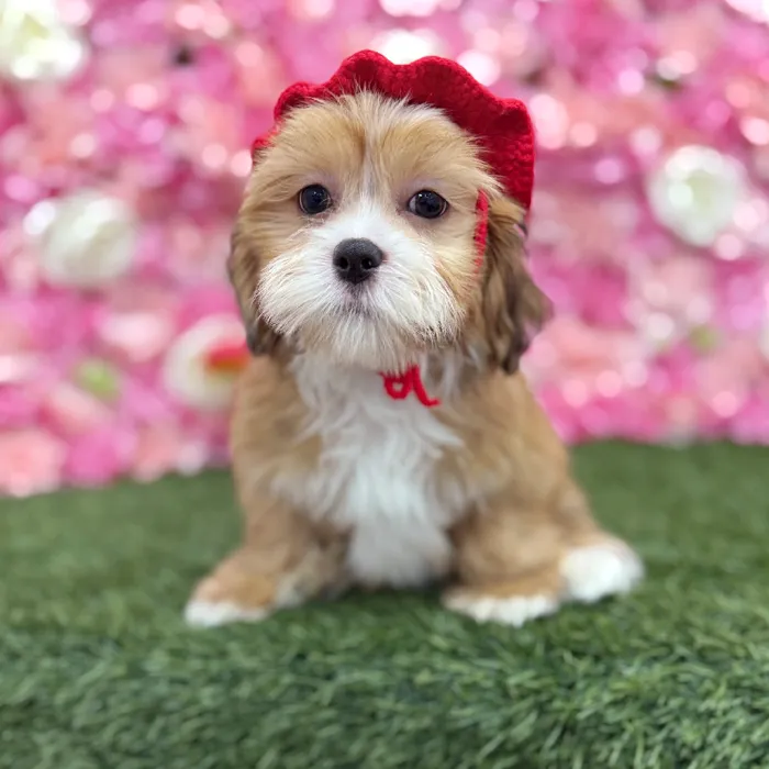 Male Lhasa Apso Puppy for Sale in Braintree, MA