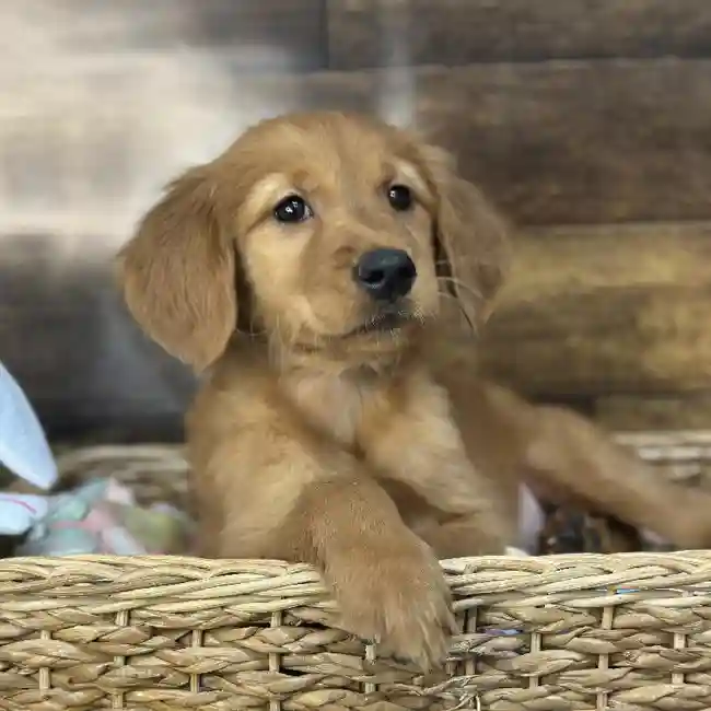 Female Golden Retriever Puppy for Sale in Saugus, MA