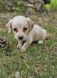 car_main_img_/media/ap_media/pets/PMDTFVSJKWIW189699.webp.250x250_q85.webp