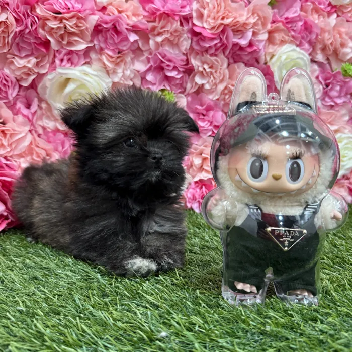 Female Shiranian Puppy for Sale in Braintree, MA