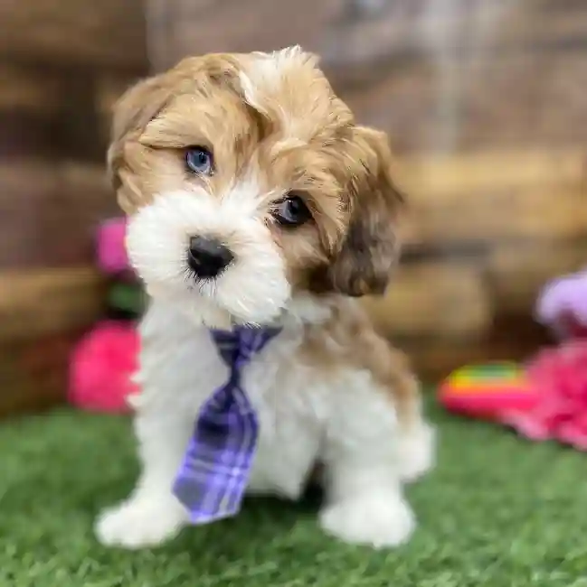 Male Lhasa-Poo Puppy for Sale in Braintree, MA