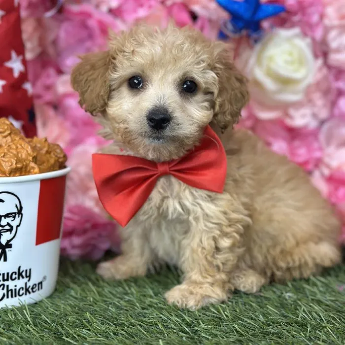 Male Mini Goldendoodle 2nd Gen Puppy for Sale in Saugus, MA