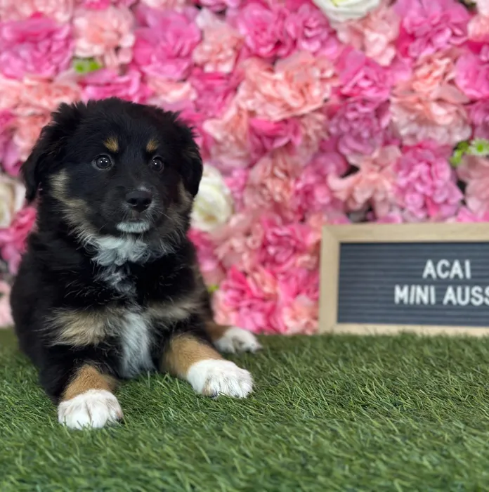 Female Miniature Australian Shepherd puppy named Acai for sale at Pet Express Saugus.