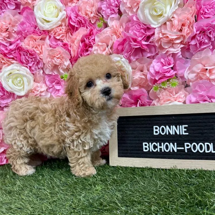 Female Bichon-Poodle puppy named Bonnie for sale at Pet Express Braintree.