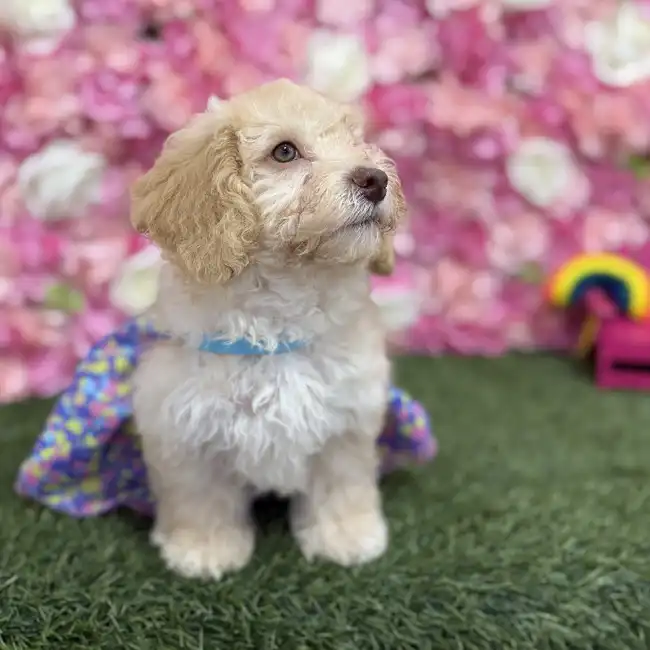 Female Mini NewfyPoo Puppy for Sale in Braintree, MA